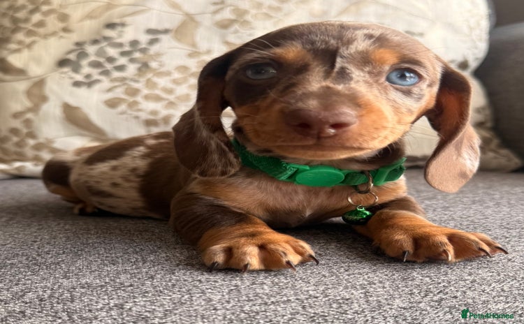 Dachshund dogs - Advert 1