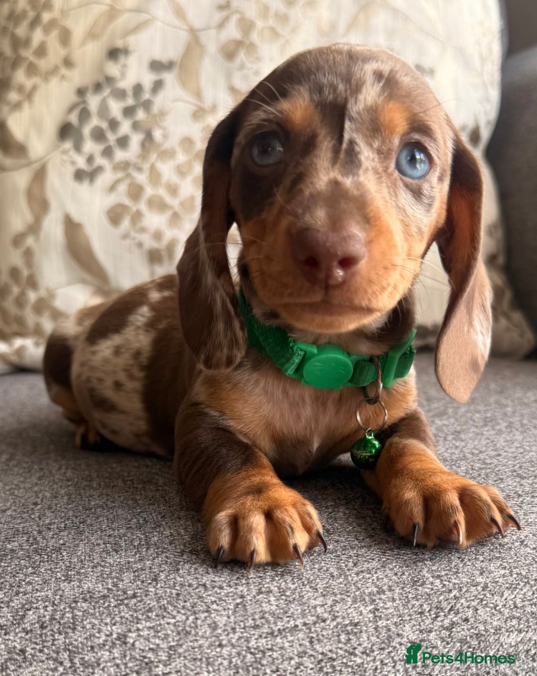 Dachshund dogs for sale: KC one little girl left STANDARD dachshund puppy  - Image 21