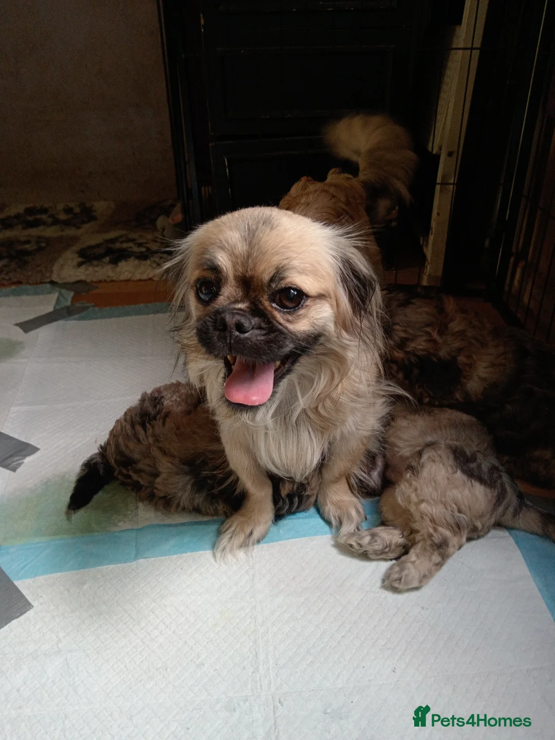 Poodle dogs for sale: POODLE CROSS PUPS  in Amersham - Advert 5