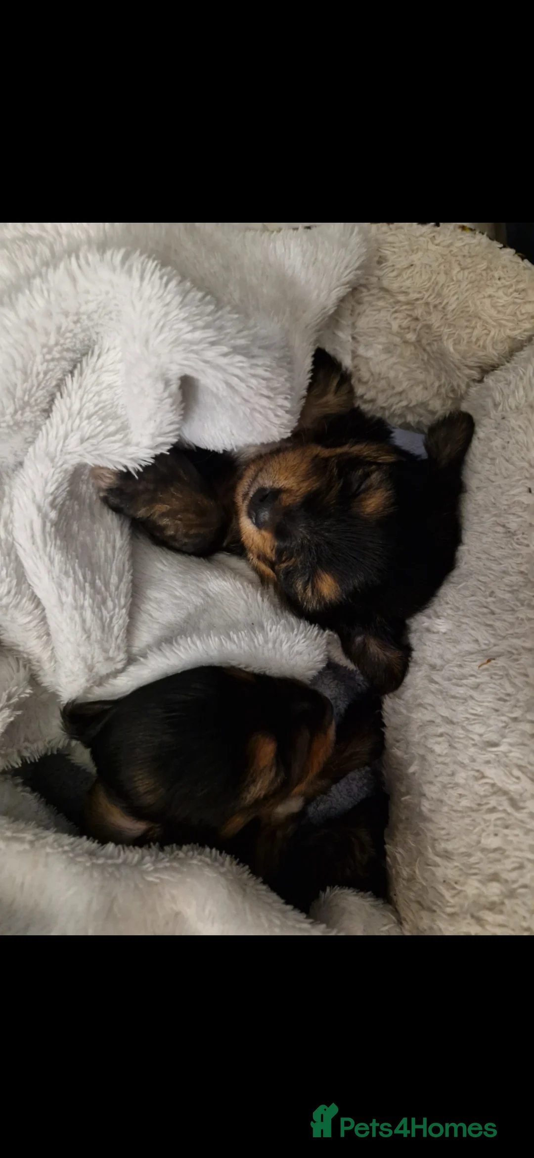 Yorkshire Terrier dogs for sale: Femail and male puppy    - Advert 1