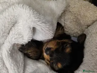 Yorkshire Terrier dogs Femail and male puppy - Advert 1