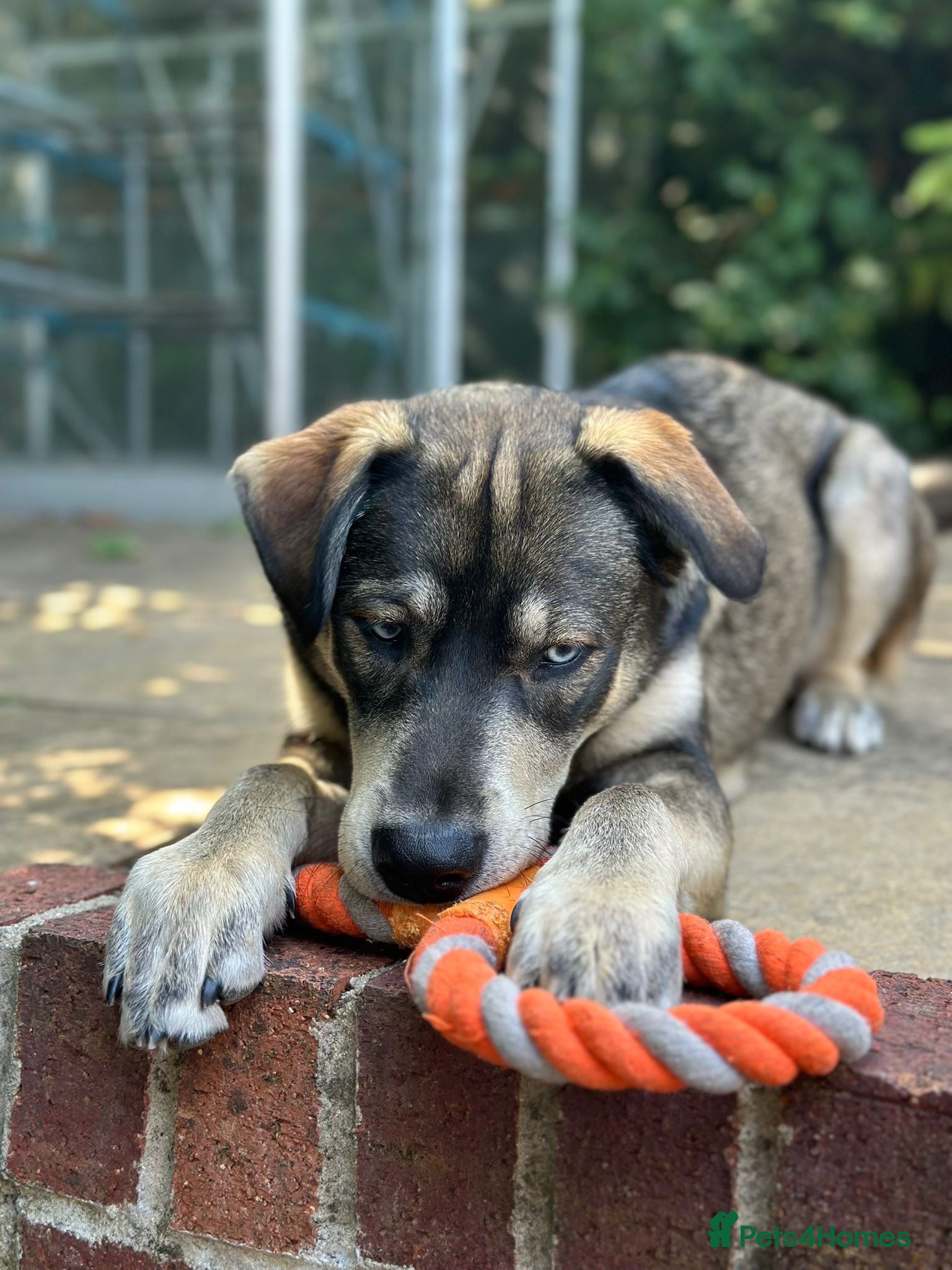 Mixed Breed dogs Red fox/husky male - Advert 13