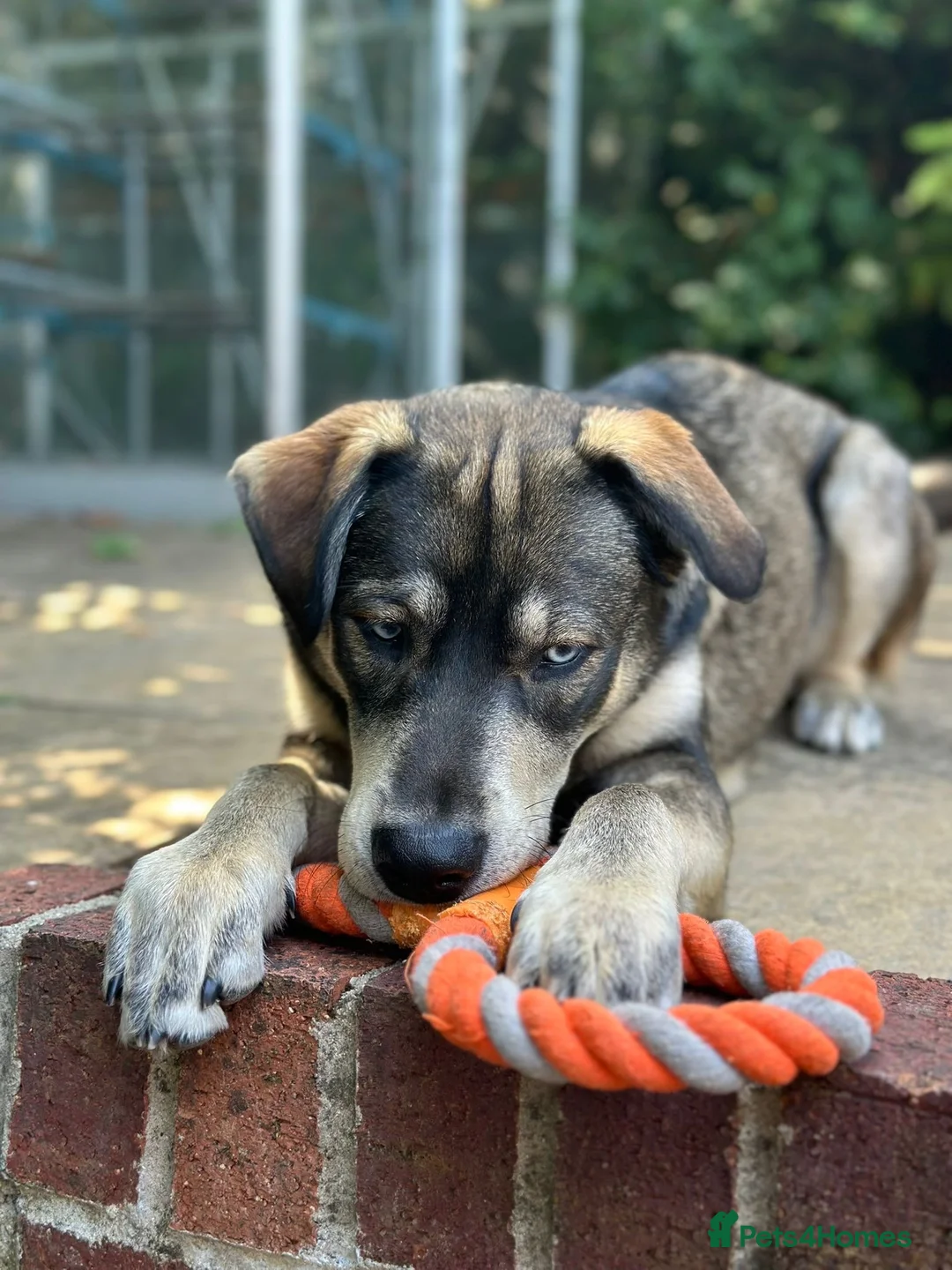 Mixed Breed dogs for sale: Red fox/husky male - Advert 1