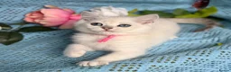 British Shorthair cats for sale: British shorthair golden point Kittens TICA - Advert 5