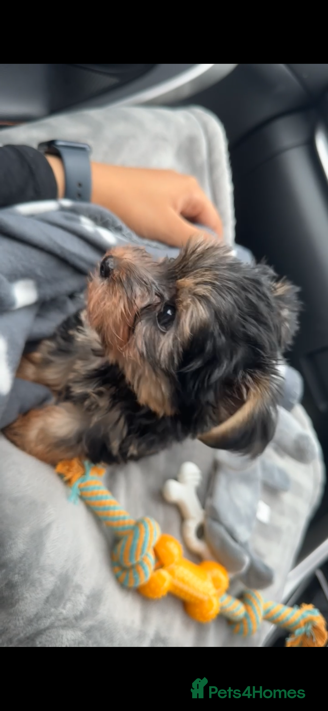 Yorkshire Terrier dogs for sale: Adorable Yorkshire Terrier Male Puppy 🐾 11 w.o. - Image 3