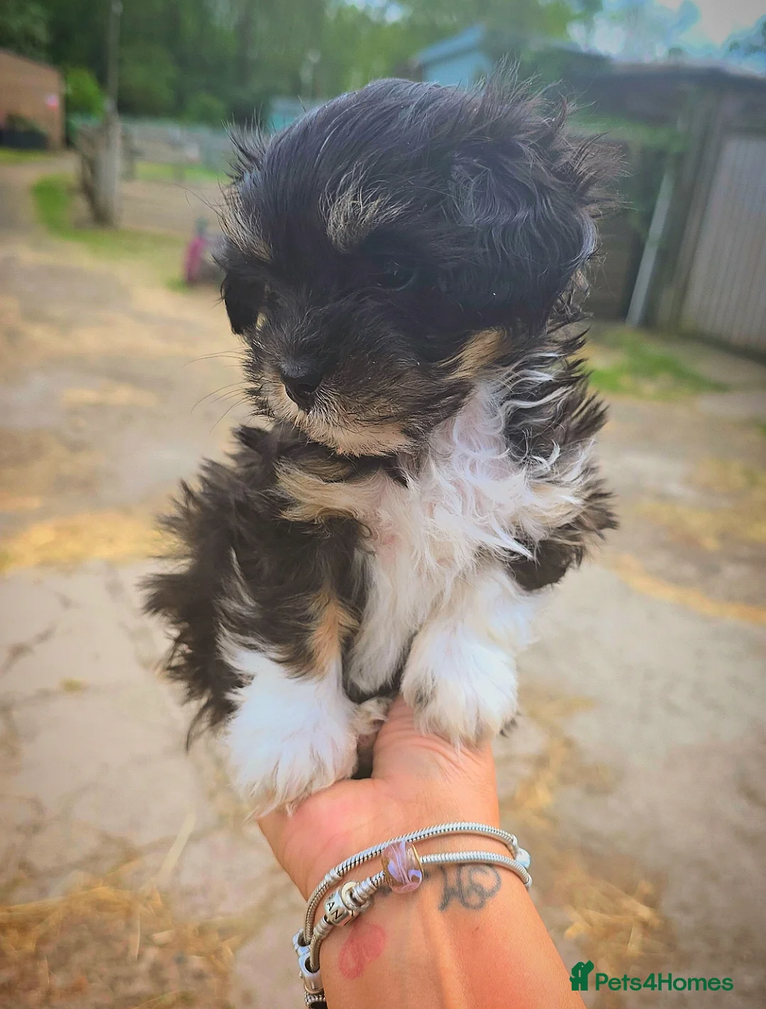 Yorkshire Terrier dogs for sale: Yorkie Cross Female Puppy. - Advert 2