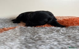 Cocker Spaniel dogs for sale: 6 adorable Cocker Spaniel pups - Image 13