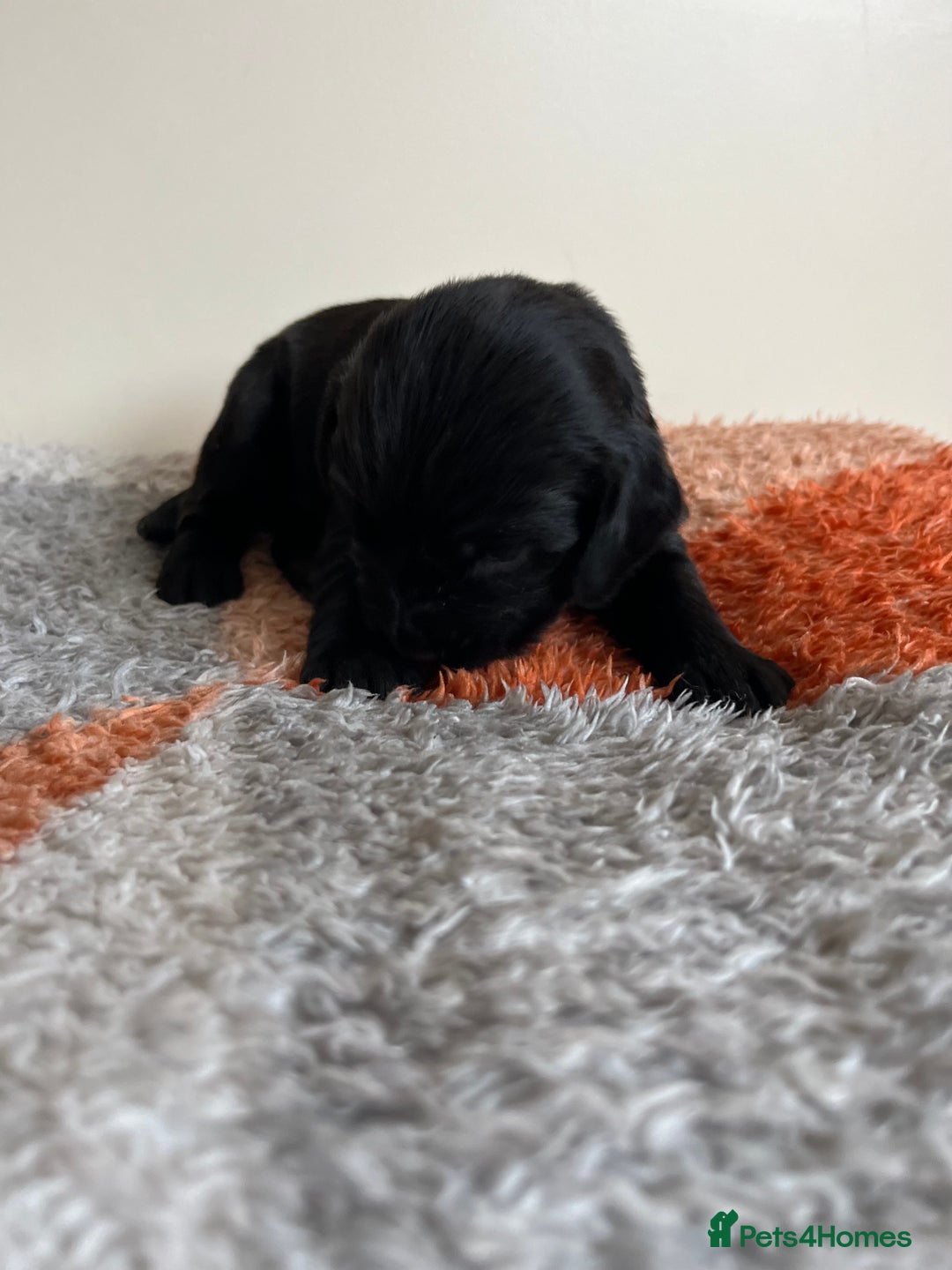 Cocker Spaniel dogs for sale: 6 adorable Cocker Spaniel pups - Image 13