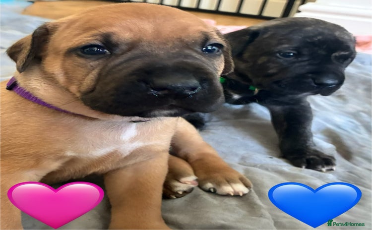 Mixed Breed dogs - Advert 1