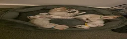 Bengal cats for sale: SNOW BENGALS TICA ACTIVE - Advert 10
