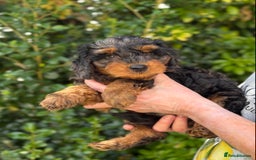 Mixed Breed dogs for sale:  Unique Merle Double Doodle Ready from 9th August - Image 20