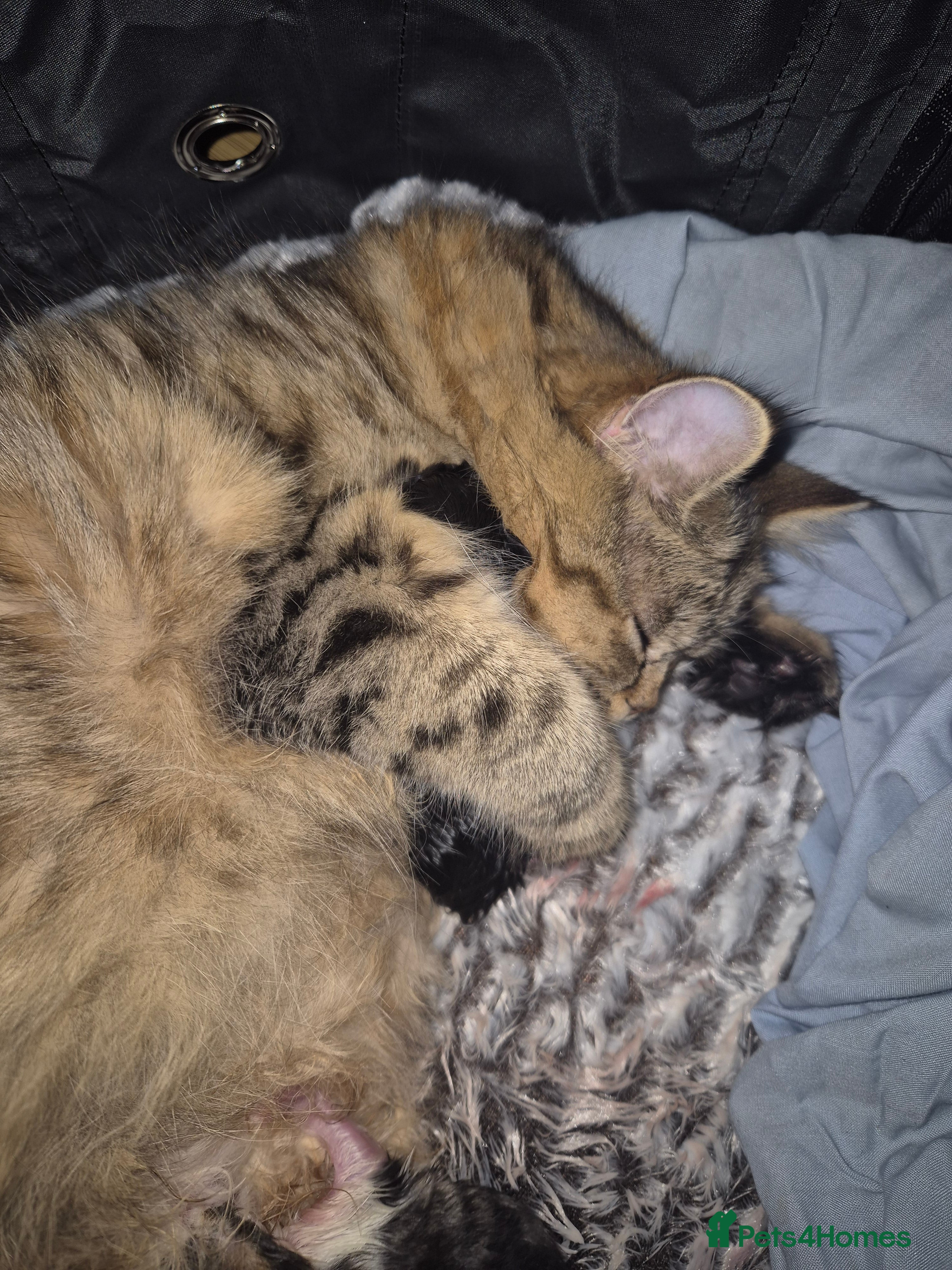 Persian cats 3/4 persian kittens for sale - Advert 1