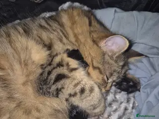 Persian cats 3/4 persian kittens for sale - Advert 1