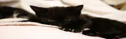 Mixed Breed cats for sale: Two male kittens looking for home  - Advert 11