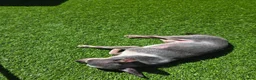 Chihuahua dogs for sale: Chocolate boy ready for new adventures  - Advert 3
