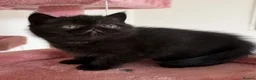 Exotic cats for sale: Adorable Exotic Short Hair Kittens Available  in Bromsgrove - Advert 3