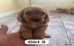 Cocker Spaniel dogs for sale: OUT STANDING GOLDEN SHOW TYPE COCKER SPANIEL  - Image 21
