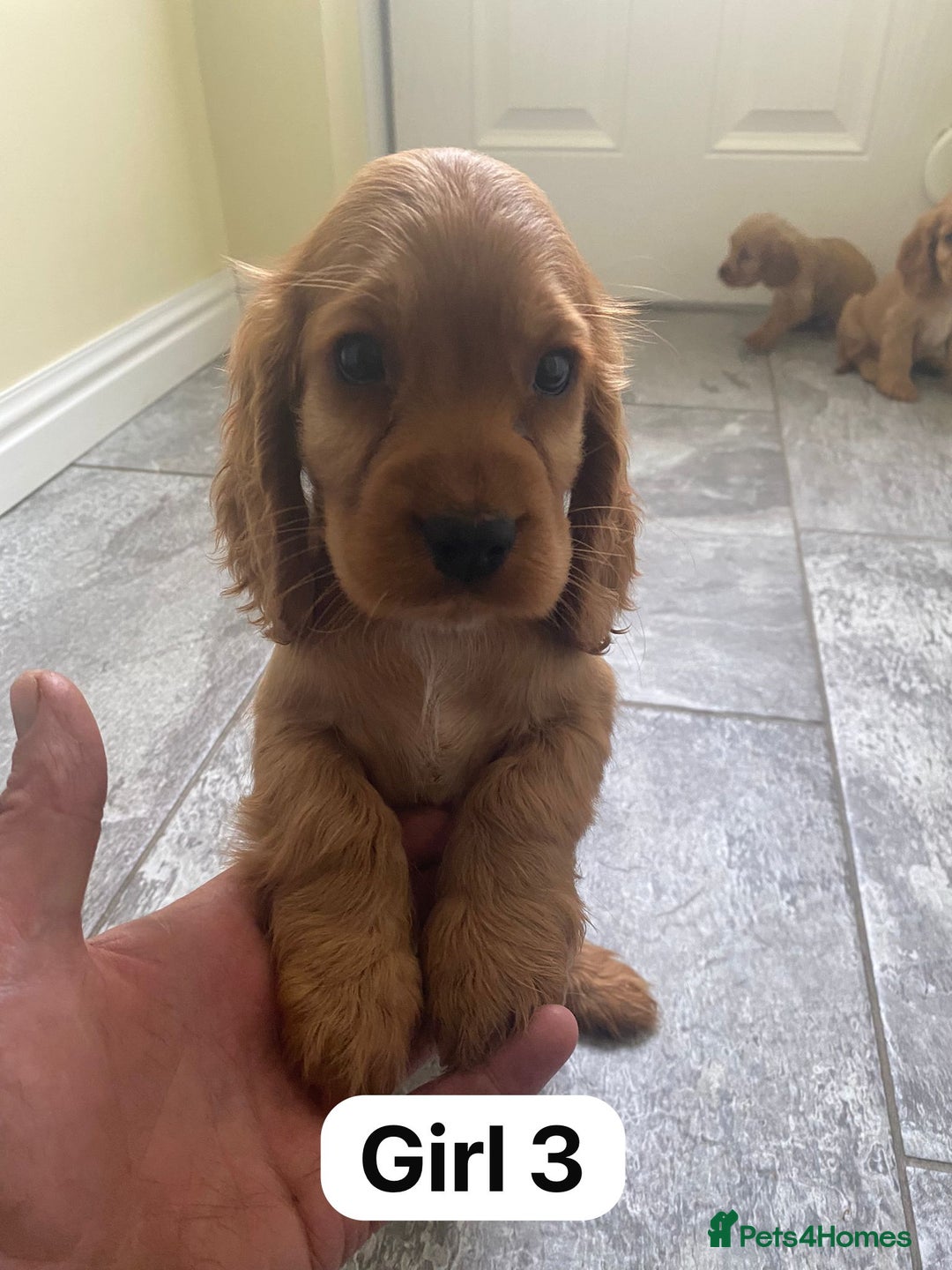 Cocker Spaniel dogs for sale: OUT STANDING GOLDEN SHOW TYPE COCKER SPANIEL  - Image 21