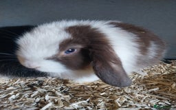 Mini Lop rabbits for sale: Mini lop rabbits  - Image 18