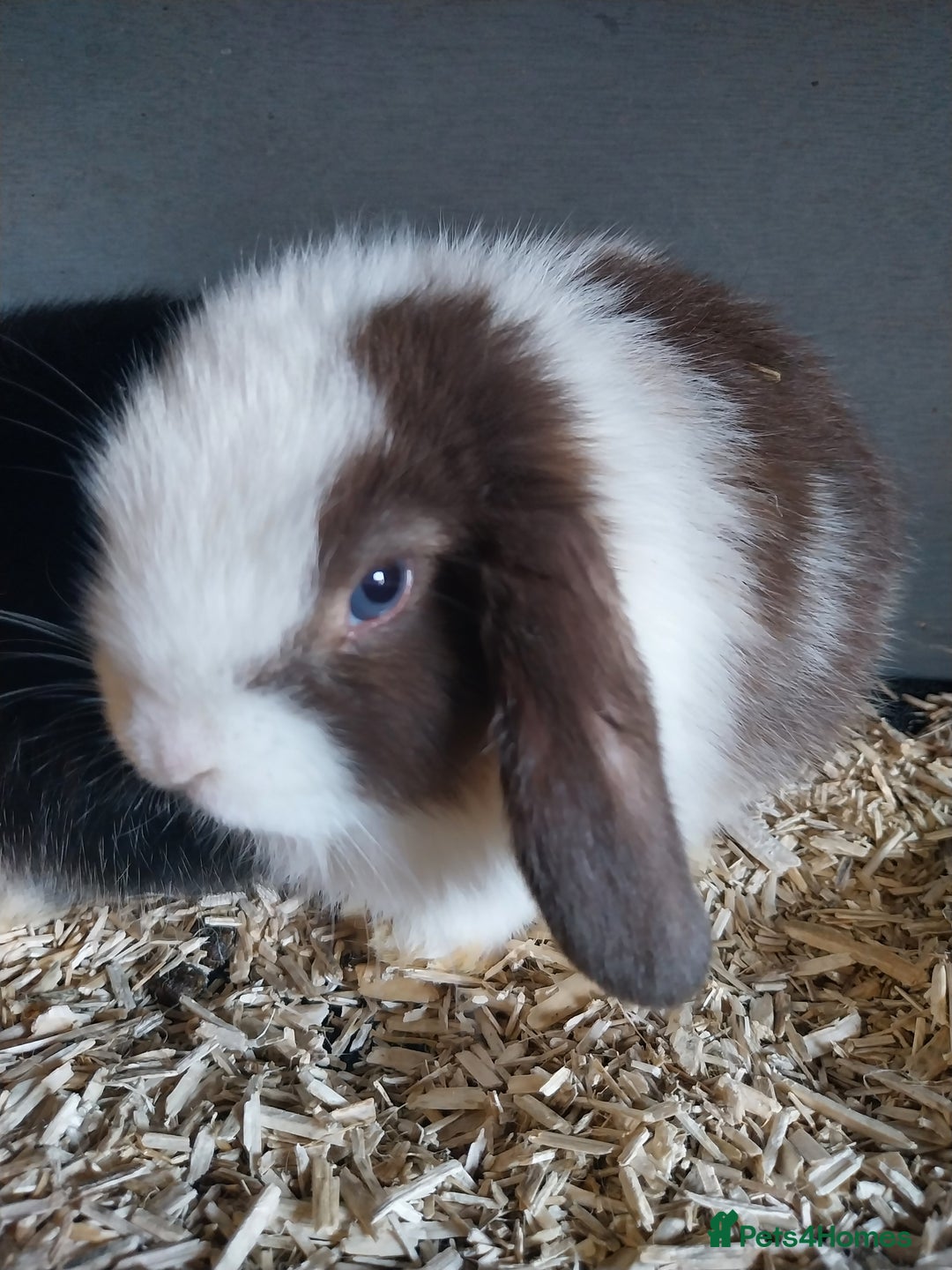 Mini Lop rabbits for sale: Mini lop rabbits  - Image 18