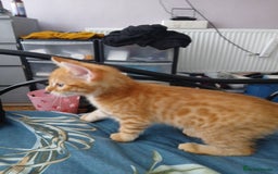 Bengal cats for sale: Half Bengal kittens - Image 7