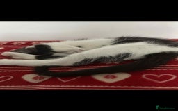 British Longhair cats for sale: Daisy is a 3 month old kitten - Advert 1