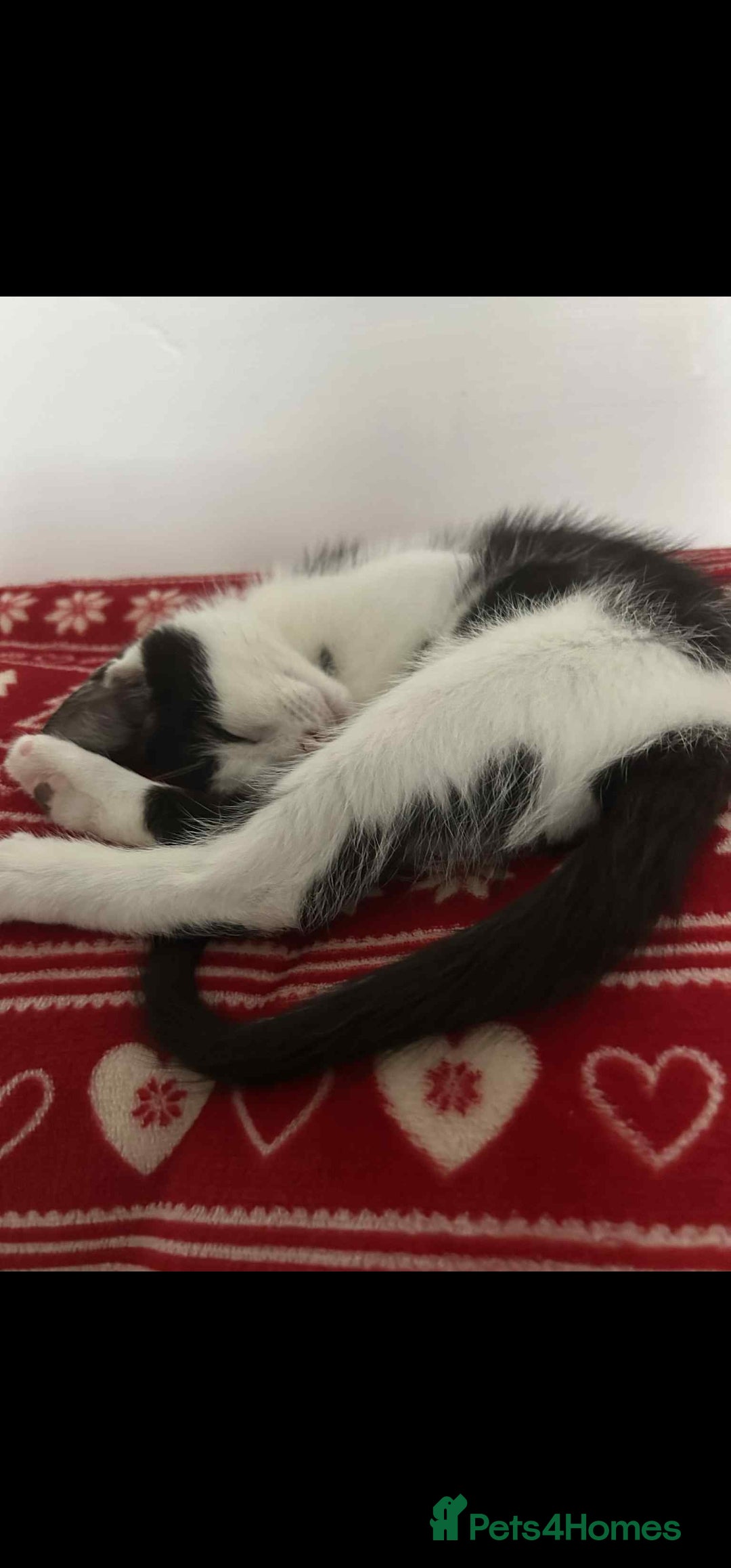 British Longhair cats for sale: Daisy is a 3 month old kitten - Advert 1