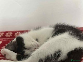 British Longhair cats for sale: Daisy is a 3 month old kitten - Advert 1