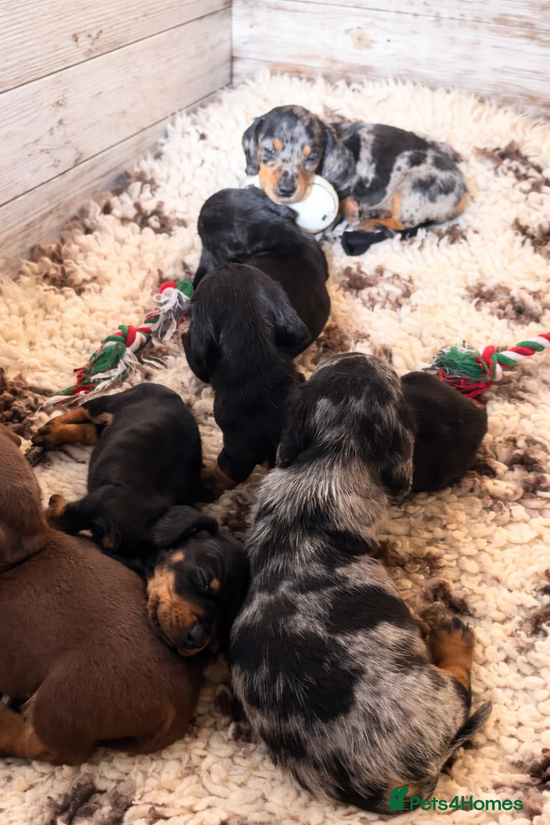 Miniature Dachshund dogs for sale: Stunning Dachshund puppies 5 star licenced - Advert 14