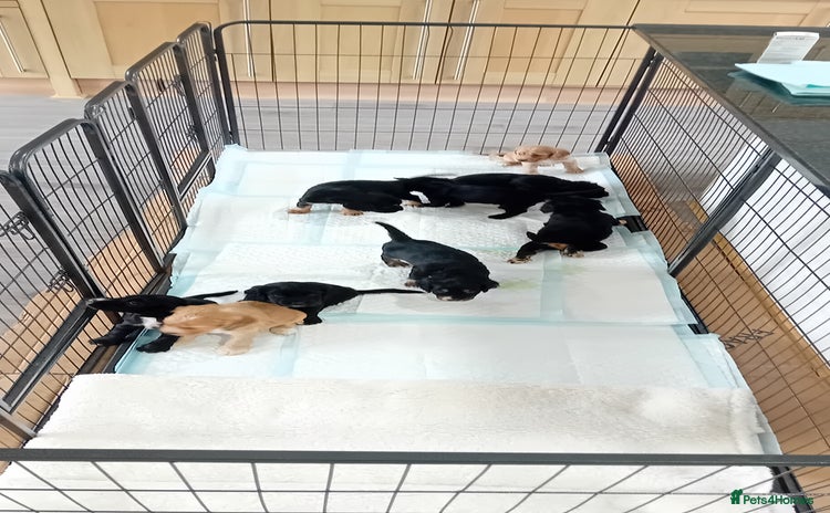 Cocker Spaniel dogs - Advert 10