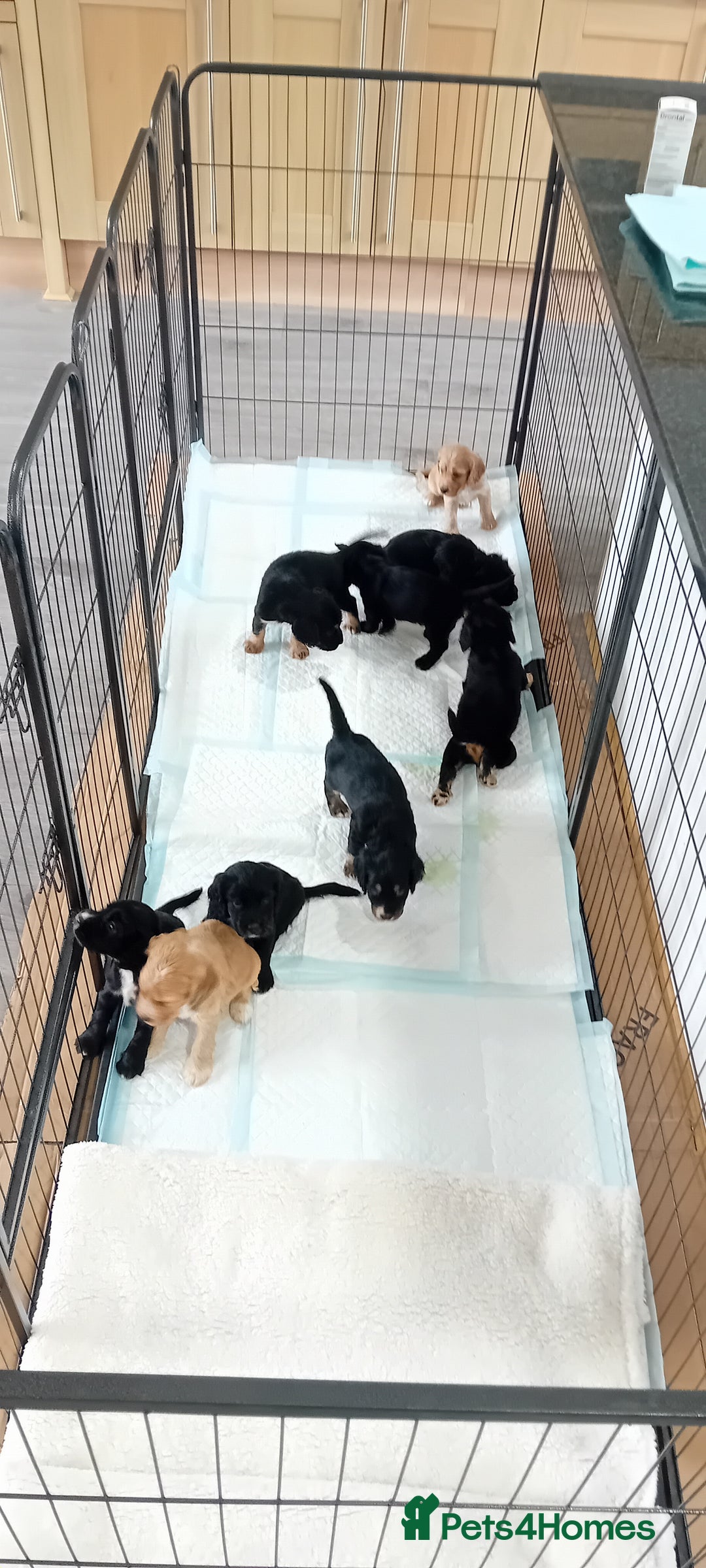 Cocker Spaniel dogs for sale: QUALITY COCKER SPANIAL PUPPIES VARIOUS COLOURS - Image 4