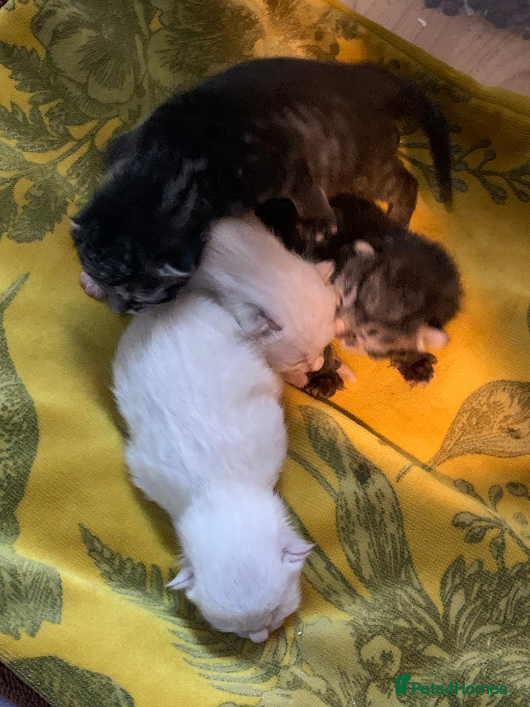 Siamese cats for sale: 🐾✨ White Siamese Maggir Became a Mum! ✨🐾 - Image 7
