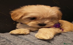 Maltipoo dogs for sale: Miniature Maltipoo Ready to Go - Image 19