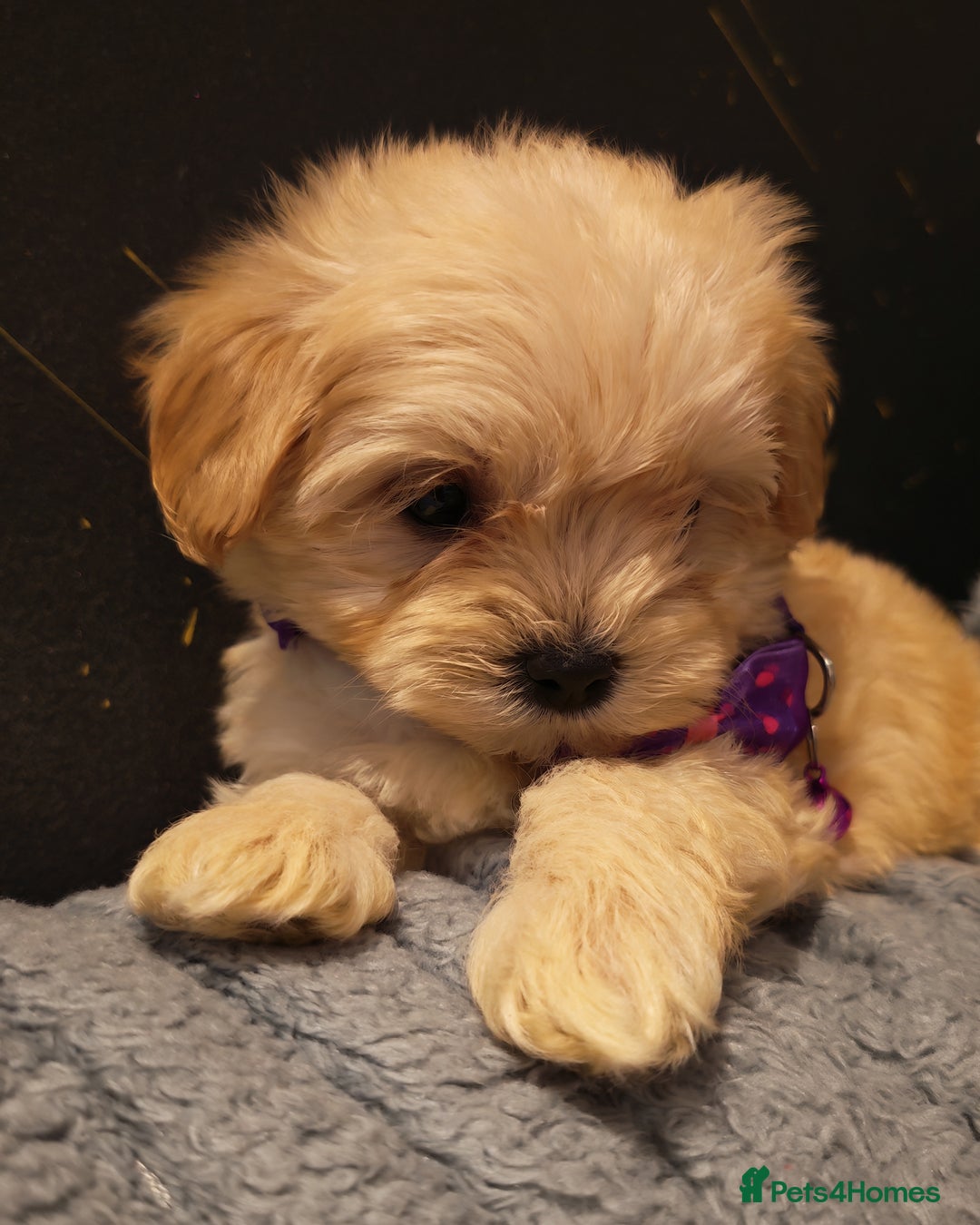 Maltipoo dogs for sale: Miniature Maltipoo Ready to Go - Image 19