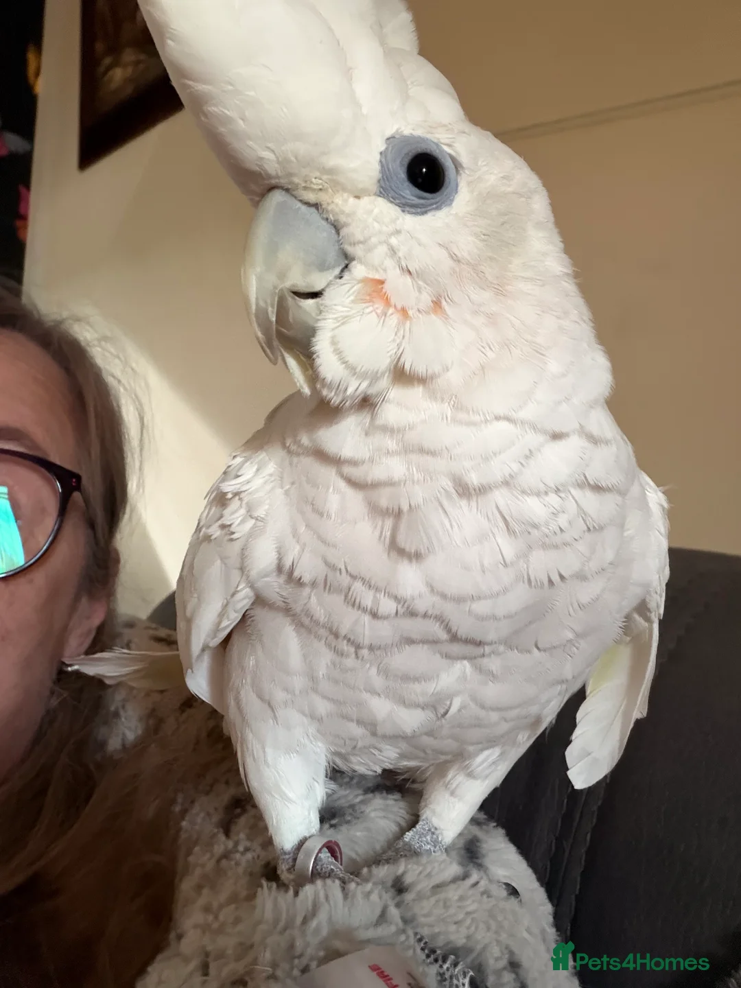 Cockatoo birds for sale: Soloman cockatoo in Weston-super-Mare - Advert 2