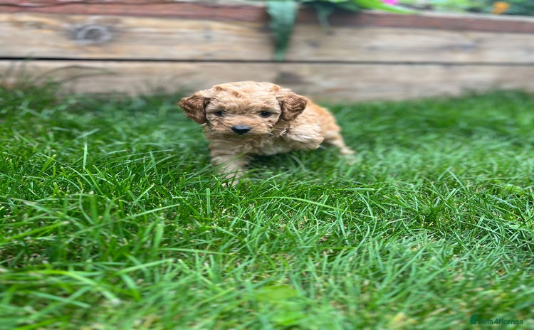 Cockapoo dogs - Advert 7