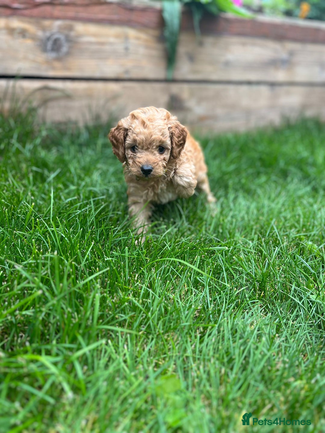 Cockapoo dogs for sale: F1b Cockapoo Puppies Ready Soon for Loving Homes - Image 3