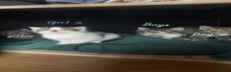 Mixed Breed cats for sale: Mixed breed tabby kittens  in Smethwick - Advert 2