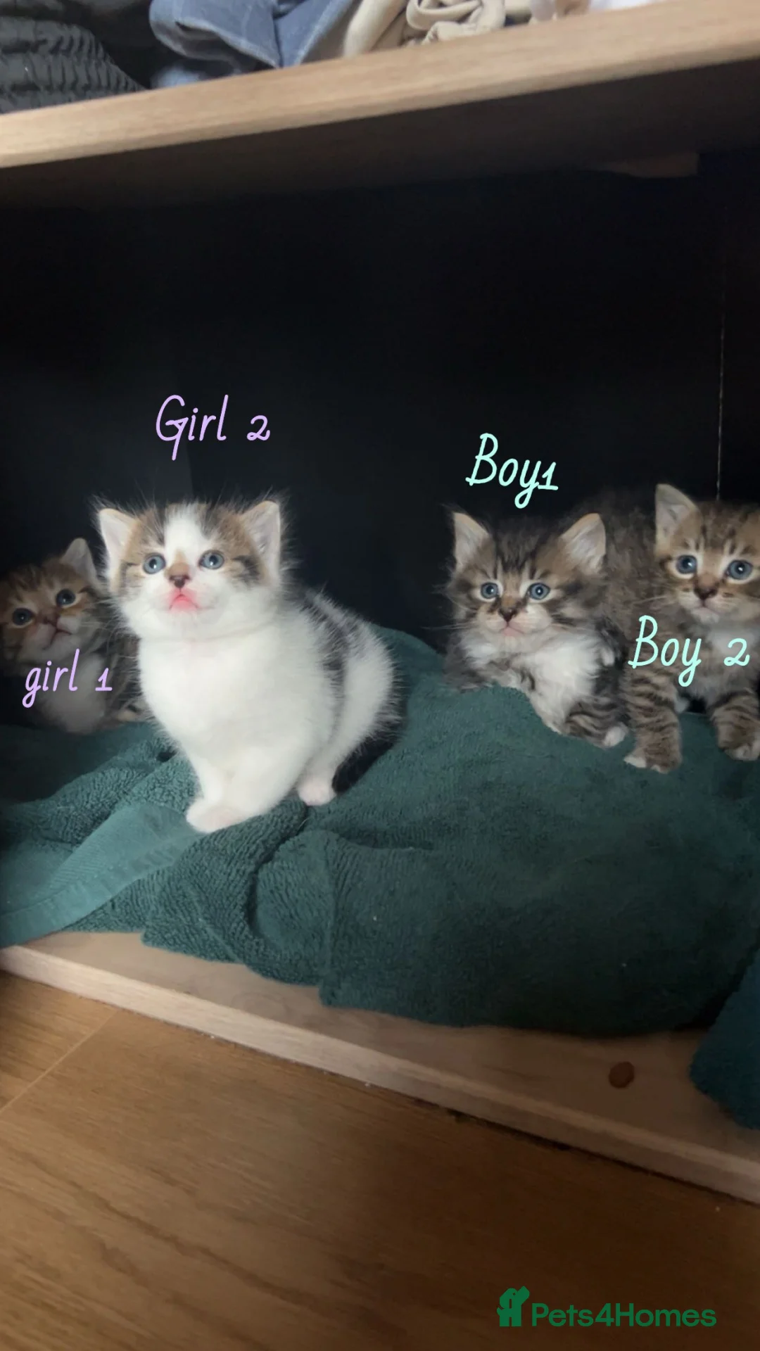 Mixed Breed cats for sale: Mixed breed tabby kittens  in Smethwick - Advert 2