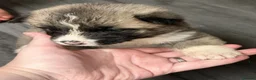 Akita dogs for sale: American Akita Puppies - Advert 32