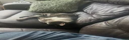Mixed Breed cats for sale: Grey tabby short hair - Advert 2
