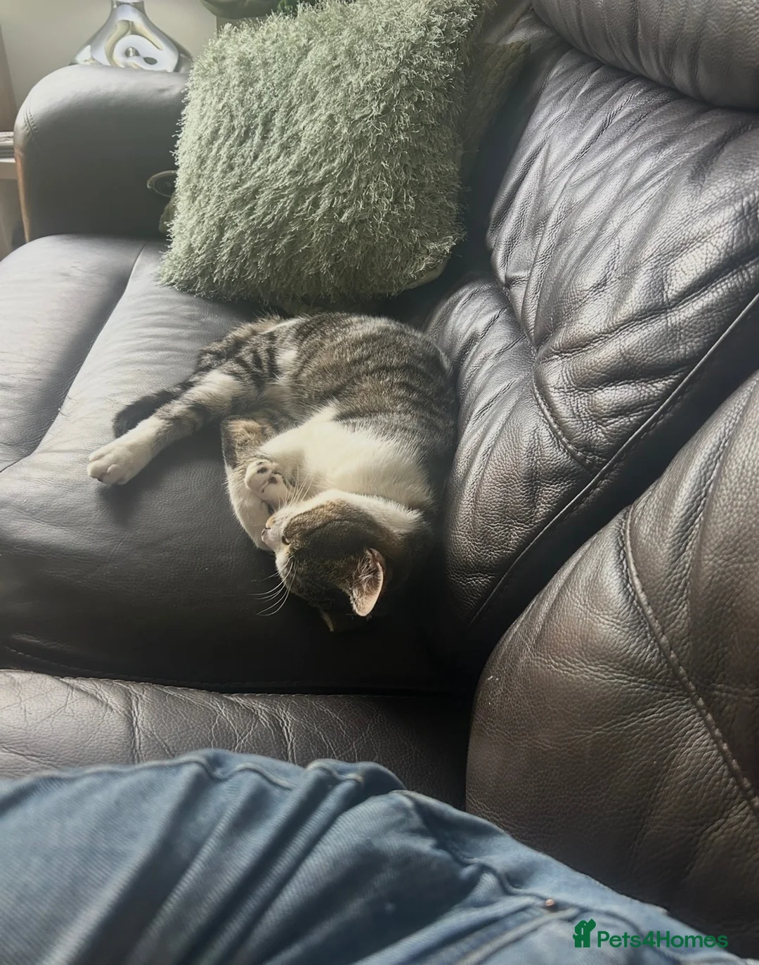 Mixed Breed cats for sale: Grey tabby short hair - Advert 2