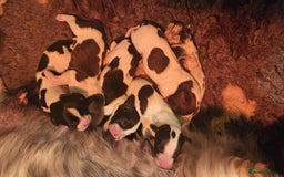 English Springer Spaniel dogs for sale: Cracking springer spaniel puppies  - Advert 8