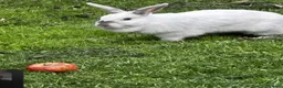Mixed Breed rabbits for sale: Two rabbits  - Advert 6