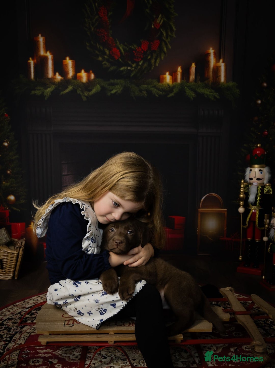 Labrador Retriever dogs for sale: Chocolate Labrador puppies  - Advert 17