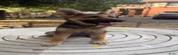 German Shepherd dogs for sale: german shepherd puppies  - Advert 4