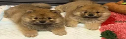 Chow Chow dogs for sale: Beautiful KC Registered Chow Chow Puppies  - Advert 25
