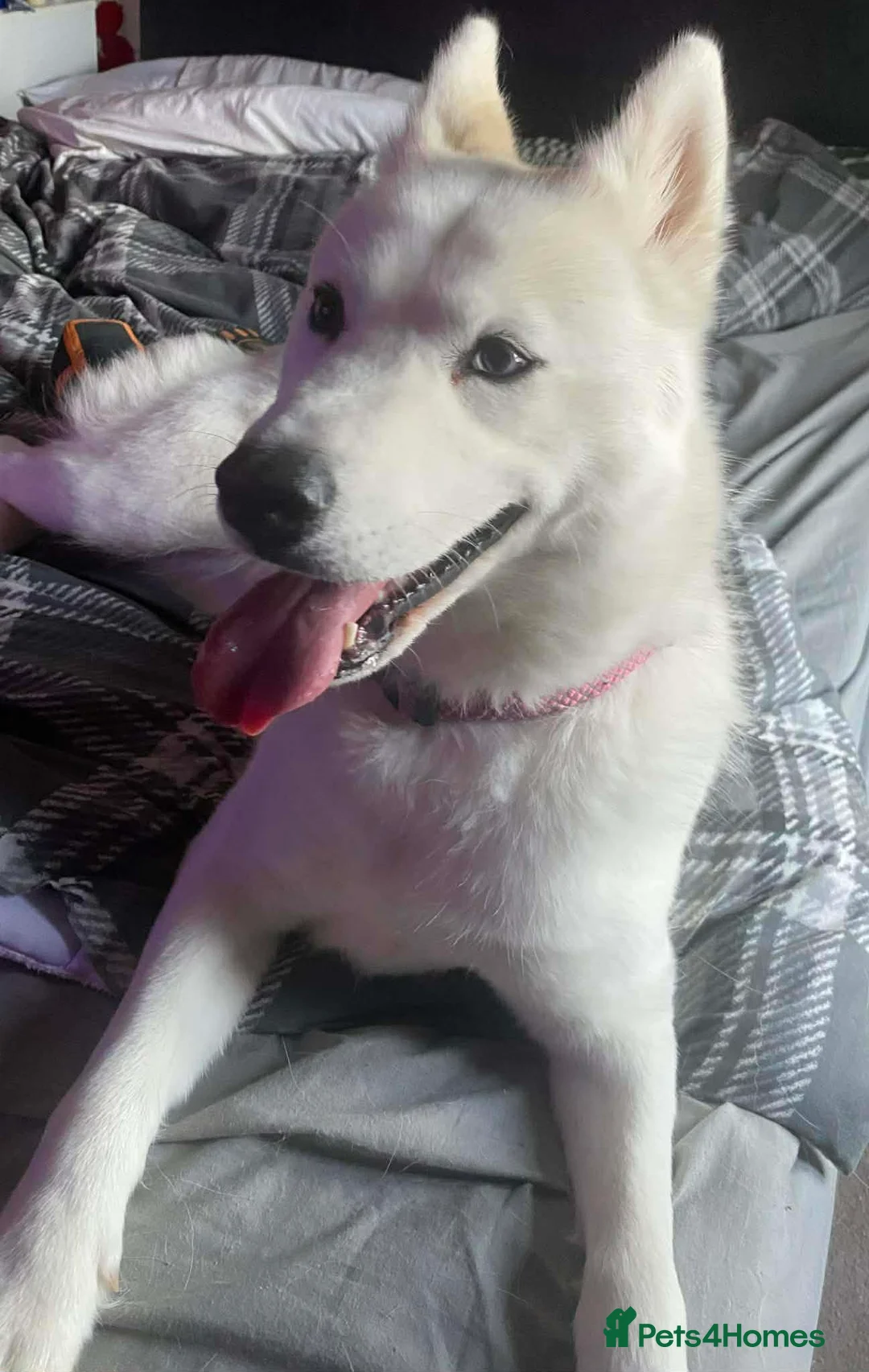 Siberian Husky dogs for sale: Beautiful Siberian Husky  in Fleetwood - Advert 1