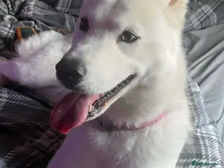 Siberian Husky dogs Beautiful Siberian Husky - Advert 3