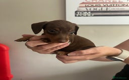 Miniature Dachshund dogs for sale: Beautiful daschund puppies - Image 9